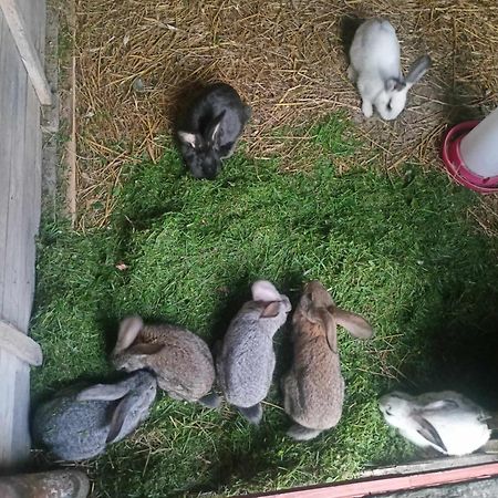 Malinowy Gaj - Agroturystyka Z Alpakami I Innymi Zwierzetami Swietajno  Экстерьер фото