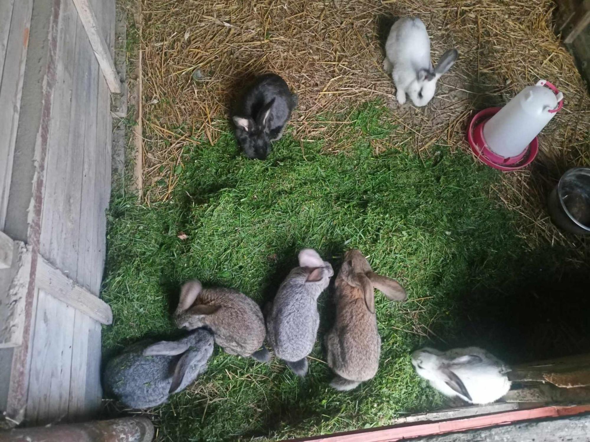 Malinowy Gaj - Agroturystyka Z Alpakami I Innymi Zwierzetami Swietajno  Экстерьер фото