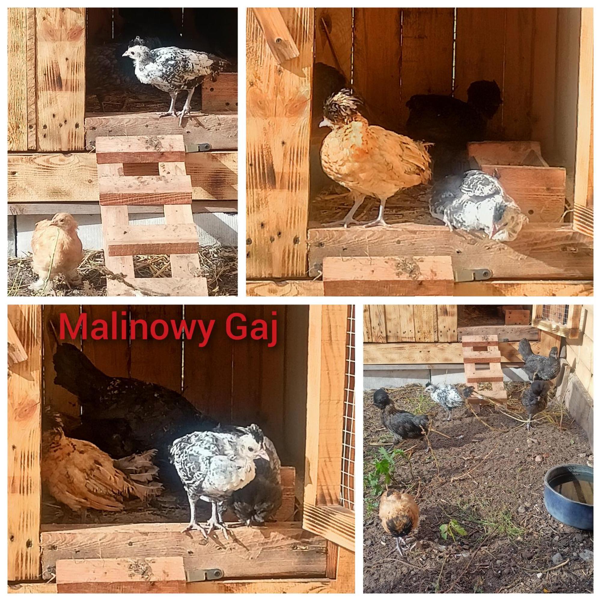 Malinowy Gaj - Agroturystyka Z Alpakami I Innymi Zwierzetami Swietajno  Экстерьер фото